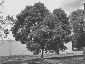 Trees against sky
