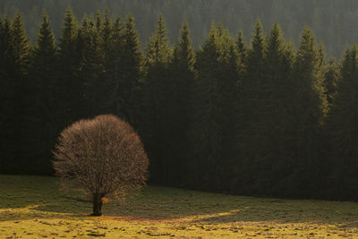 View of dead tree in field in rodnei mountains 