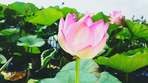 Close-up of pink lotus water lily