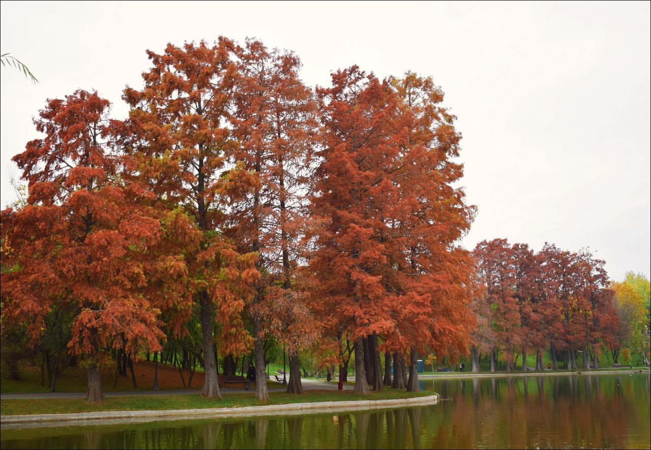 AUTUMN TREES BY LAKE AGAINST SKY