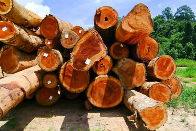Stack of logs on field in forest