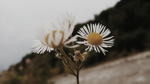 Close-up of daisy flower