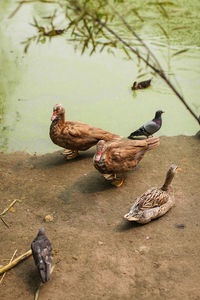 View of birds on the ground