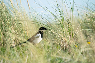 View of a bird on field