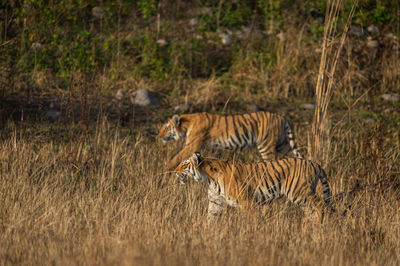 Two cats in a grass