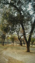 Trees on landscape against sky