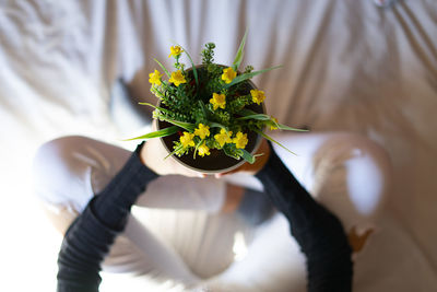 High angle view of potted plant