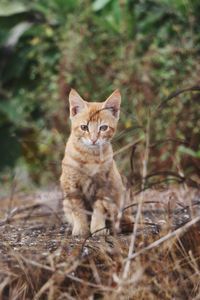 Portrait of a cat