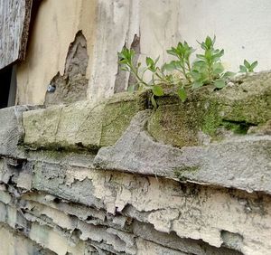 Plants against wall