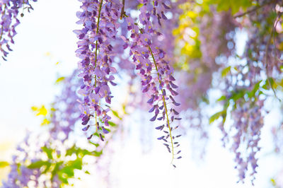 Close-up of purple flowering plant