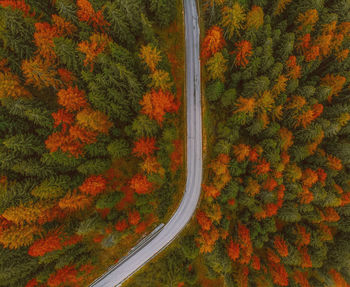 Aerial view of road amidst colorful trees