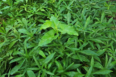 High angle view of fresh green plants on field