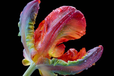 Close-up of water drops on pink flower