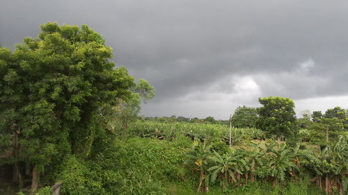 Trees on field against cloudy sky