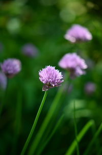 flowering plant