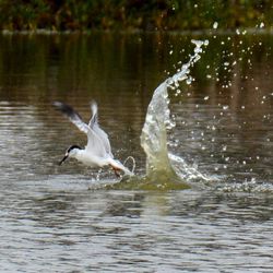 Bird flying over lake