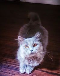 Portrait of kitten on wooden floor