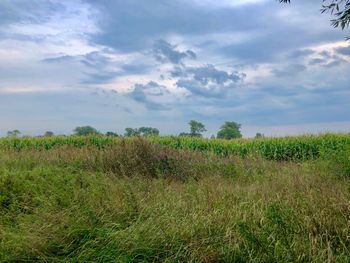 Scenic view of field against sky