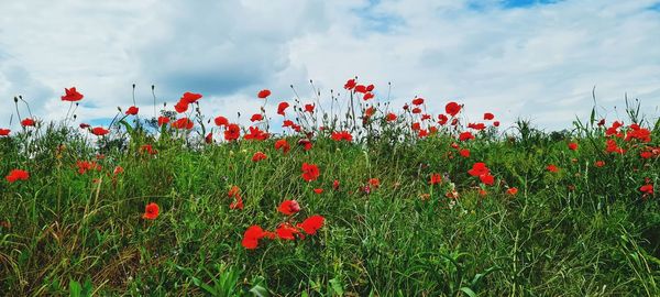 Red poppy flowers growing on field against sky