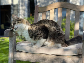 Side view of a cat relaxing on seat