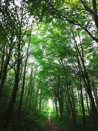 Empty hiking trail amidst trees in forest