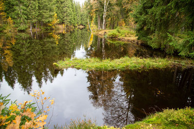 Reflection of trees in lake