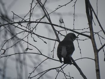 Low angle view of bird perching on branch