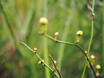 Close-up of flower bud