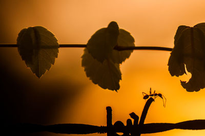 Close-up of silhouette plant against sky during sunset