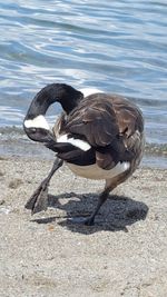 Close-up of bird on lake