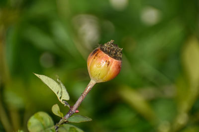 A rose hip with rose seeds.