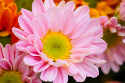 Close-up of pink flowering plants in park