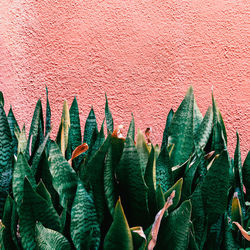 Close-up of succulent plant against wall