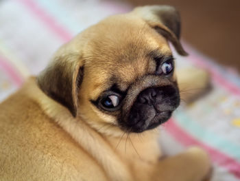 Close-up portrait of a dog