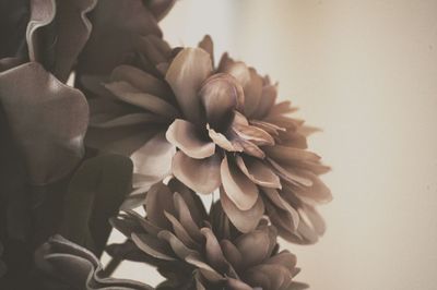 Close-up of flowering plant against wall