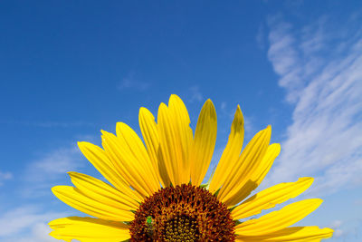 Cropped image of sunflower against sky