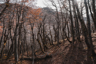 Bare trees in forest