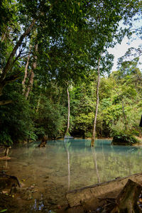 Scenic view of lake by trees in forest