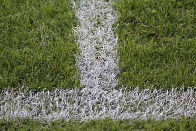 Close-up of plants on field