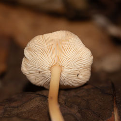 mushroom