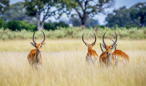 Deer standing on grassy field