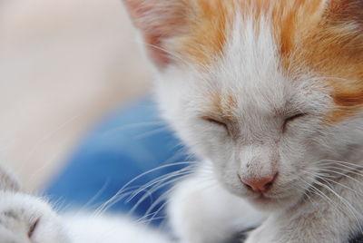 Close-up of kitten with its eyes closed