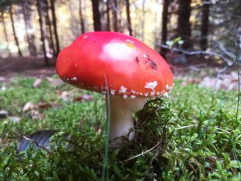 Close-up of mushroom growing on field