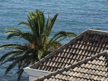 High angle view of palm tree by sea