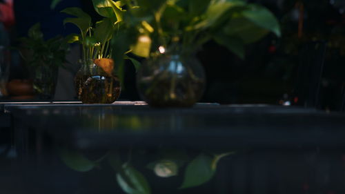 Close-up of potted plant on table