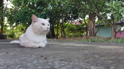 White cat sitting on a tree