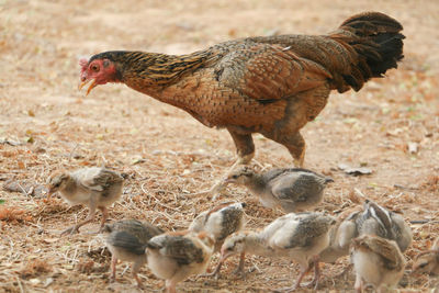 High angle view of chickens