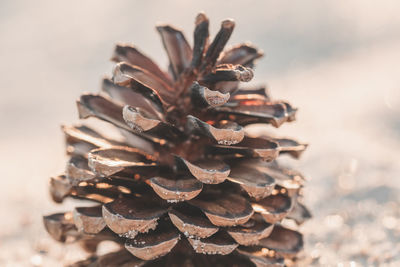 Close-up of pine cone