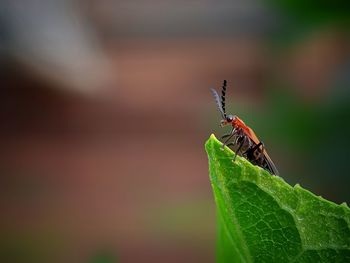 Close-up of insect