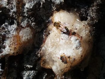 Close-up of crab on rock in sea